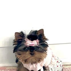 Sold!- 🐾 Teacup Tiny Babydoll Princess Yorkie Coco Royal 🐾  🎀✨ 🌸