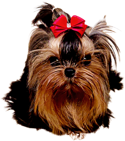 One in a Million Teacup Yorkie Gizmo