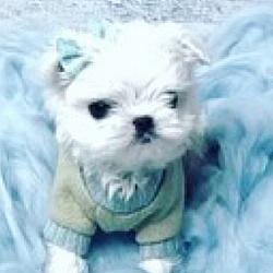 Pending - Prince Koda - A Extreme Babydoll Korean Maltese Male