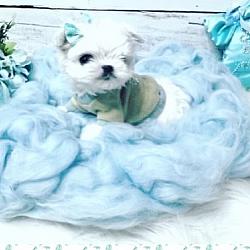 Pending - Prince Koda - A Extreme Babydoll Korean Maltese Male