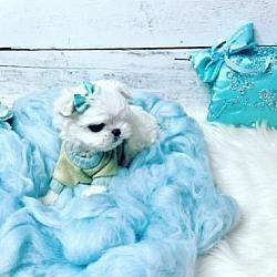 Pending - Prince Koda - A Extreme Babydoll Korean Maltese Male