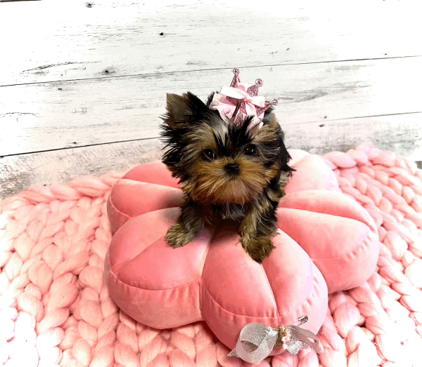 Princess Kitty A Extreme Tiny Teacup Yorkie Puppy Available - Pricing Upon Request Only!